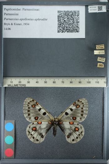 Media type: image;   Entomology 174237